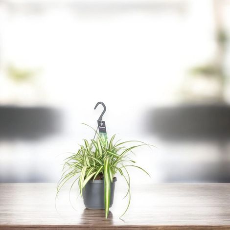 Gardenaria Chlorophytum comosum 'Variegatum' - Pianta da interno ornamentale - Altezza: 30 cm (vaso 17) (1/5)