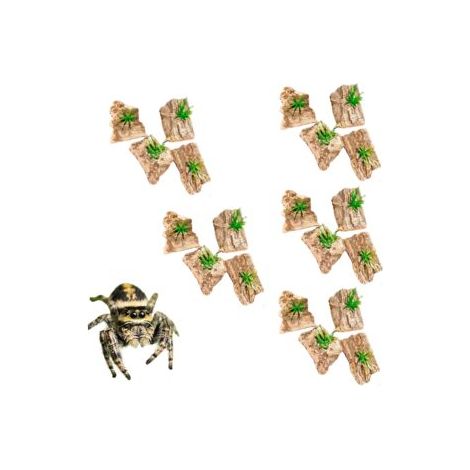 Lot de 20 Refuge pour Araignée Scorpion et Mygale, Décors Plantes Miniatures, Boîte Acrylique avec Écorce et Herbe, Habitat Micro Paysage (1/5)