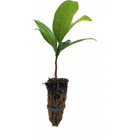 Magnolia grandiflora - magnolia - alveolo forestale