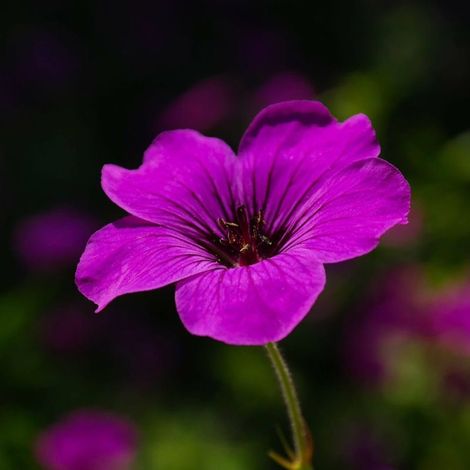 3 Géraniums 'Dark Eyes' (Geranium) (1/5)
