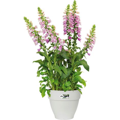 Bac à fleurs rond ou carré jardinière Blanc en plastique pour extérieur jardin terrasse pot de fleurs Rond / 3.2 Litres (1/5)