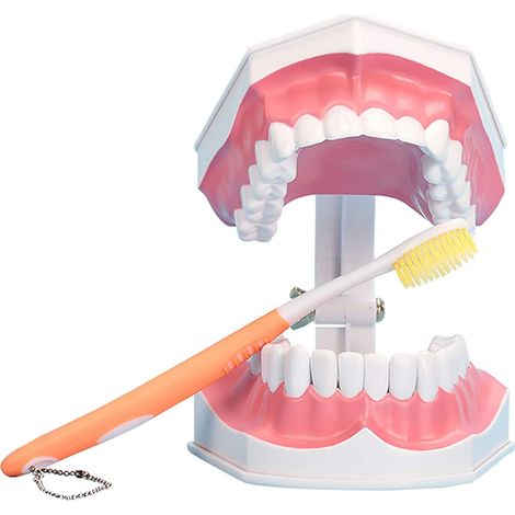 Grand modèle de dents dentaires avec brosse à dents et dents inférieures amovibles pour enfants (1/5)
