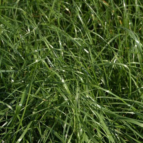 Ray-grass hybride RUSA (Lolium hybridum) 20 kg graminées individuelles, graminées de pâturage, graminées fourragères