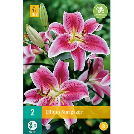 2 LYS STARGAZER Multicolore