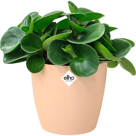 Elho Bac à fleurs rond jardinière Pêche Bleu Or en plastique pour extérieur jardin terrasse pot de fleurs Nude / 3.3 Litres (1/3)
