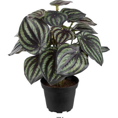 Peperomia fausse plante en pot lesté H25cmD20cm Top Qualité Blanc-vert - dimhaut: H 25 cm - couleur: Blanc-vert