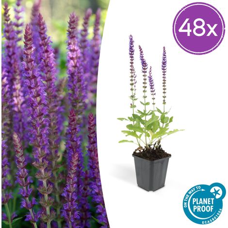 Lot de 48 Sauges des bois Salvia nemorosa 'Ostfriesland' Floraison Violette Vivace Pot Ø9cm - PANGIVO (1/5)