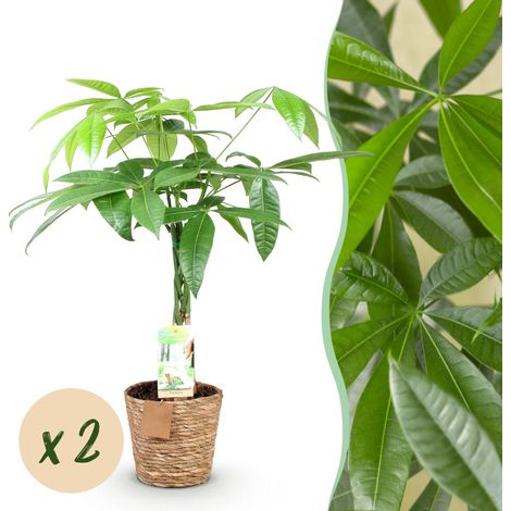 Pachira Aquatica Arbre à Monnaie Tige Tressée Lot de 2 avec Panier Vert Hauteur 60-70cm - PANGIVO (1/5)