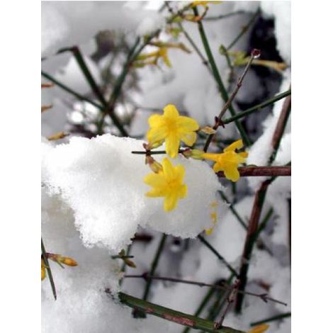 Jasmin d'hiver Pot de 7,5L/10L (1/4)