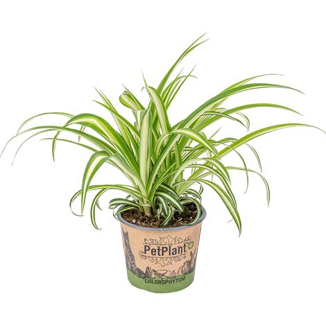 Plante araignée Chlorophytum 'Variegatum' – Dépolluante – 20-30 cm de haut – Pot 12 cm – Feuilles vert foncé avec bandes crème