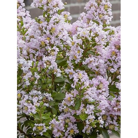 Lilas des Indes 'Babe With Love' Godet de 8/9 cm (1/2)