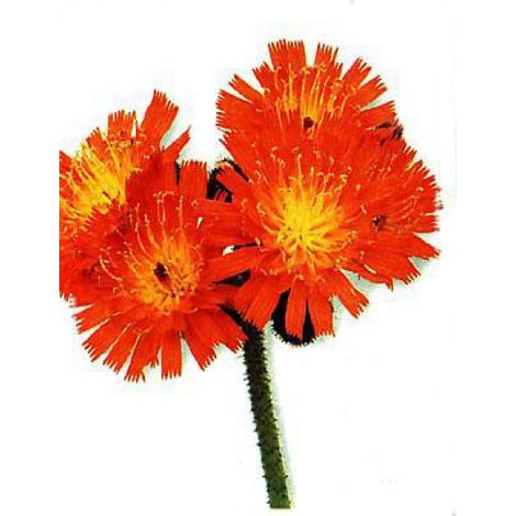 Épervière orangée Godet de 8/9 cm (1/5)