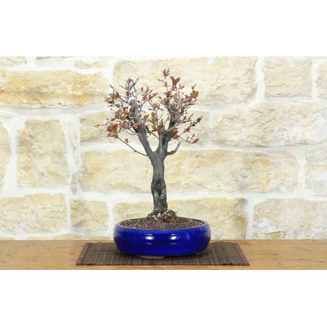 Bonsai di Prunus Pissardii (28) (1/5)