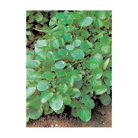 Cresson de fontaine amélioré – Graines de potager 1.5 g – Tige longue, larges feuilles vert foncé – Consommation en salade ou soupe – Fabre Graines