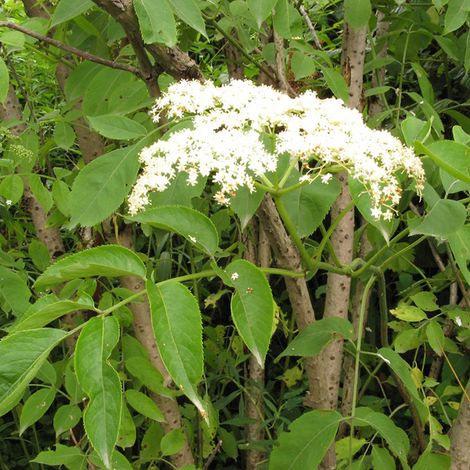 Sureau noir - Sambucus nigra - 50-60 cm pot