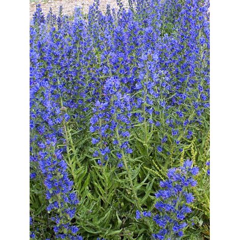Vipérine 'Blue Bedder' le sachet de 450 graines (2g)