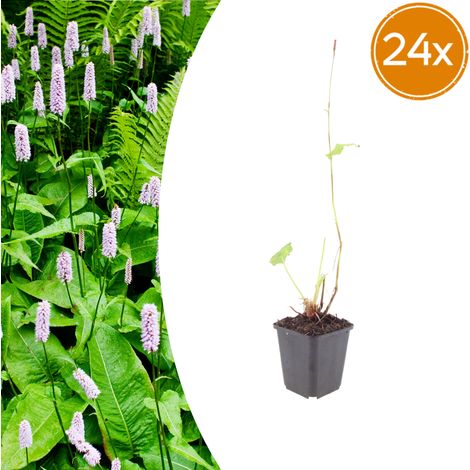 Lot de 24 Persicaria amplexicaulis 'Alba' Plante Vivace à Fleurs Blanches Pot Ø 9 cm 10-25 cm - PANGIVO (1/5)