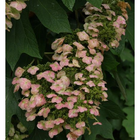 Gardenaria Ortensia - Hydrangea Quercifolia 'Alice' - Pianta acidofila ornamentale da esterno - Altezza: 40/50 cm (vaso19) (1/4)