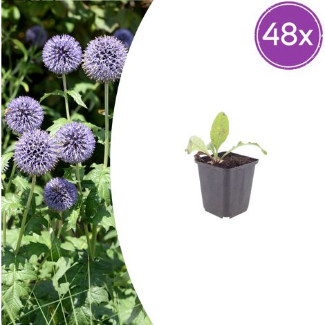 Lot de 48 Echinops ritro Chardon Boule Vivace Fleurs Bleu Acier 10-25 cm Pot Ø9 cm - PANGIVO (1/5)