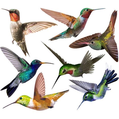 Autocollants anti-collision pour fenêtres en PVC, protection vitres contre les chocs d'oiseaux, lot d'autocollants adhésifs pour vitrages de maison et bureau (1/5)