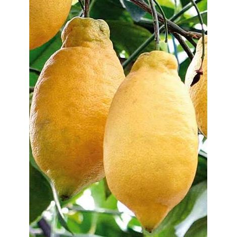 1 plant /tree (approx 1m) -Citrus limon (lunariol) lemon