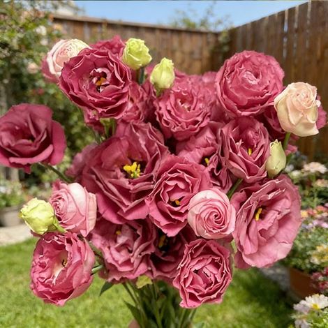 1000 Graines Lisianthus Rouge Carmin Machila – Eustoma Couleur Intense, Idéal Fleurs Coupées, Décoration Intérieure et Jardin Élégant (1/5)