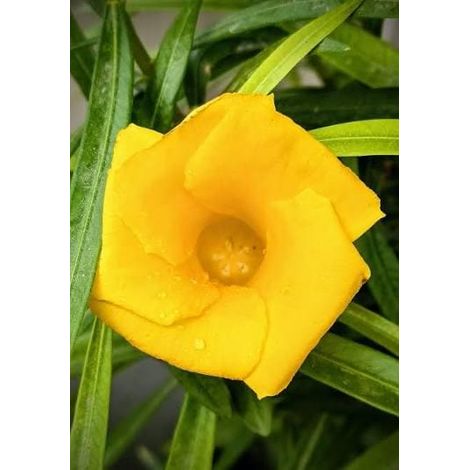 Cascabela thevetia (yellow oleander) 3 talee/cuttings  giallo/yellow