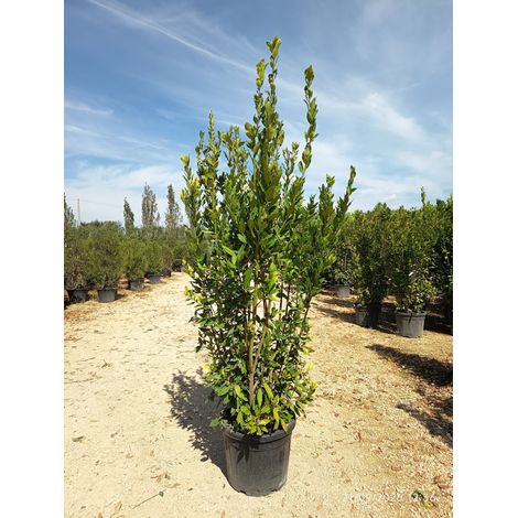 LAURUS NOBILIS (ALLORO) CESPUGLIO VASO 55 H.200/250 (1/3)
