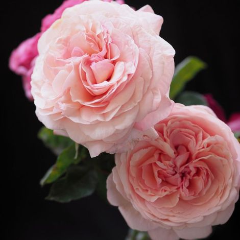 Gardenaria Rosa 'Jean de La Fontaine' - Rosa da giardino - Altezza: 40/50 cm (vaso20) (1/2)