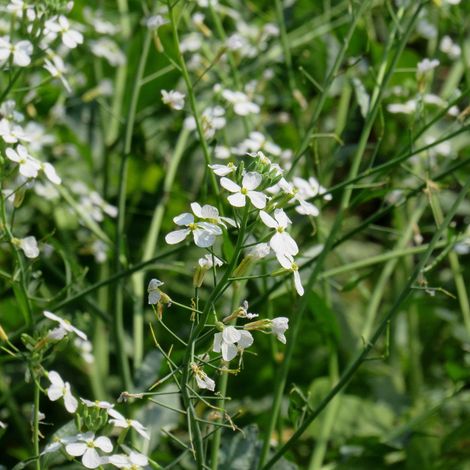 Ölrettich (Raphanus sativus) 25 kg