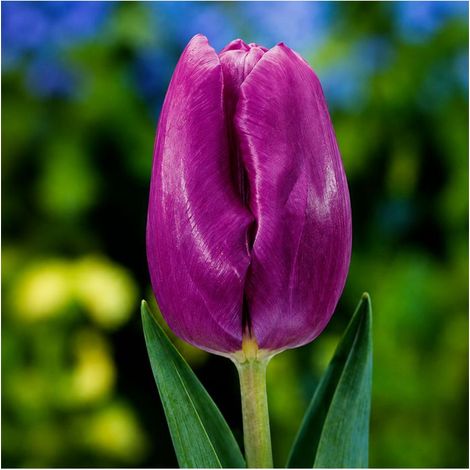 Tulipe Purple Prince Sgaravatti 6 bulbes pourpres, floraison printanière compacte idéale en massif - 617144 (1/3)