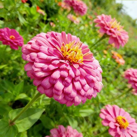 2000 Zinnia Seeds – Mélange Folle, Non Traitée, Fleurs Colorées et Spectaculaires – Rose (1/5)