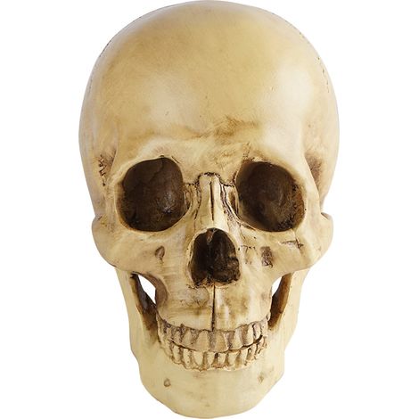 Crâne - Modèle Anatomique à Échelle Réelle en Résine - Mandibule Détachable - Pour Études Médicales et Décoration - 1 Pièce (1/5)