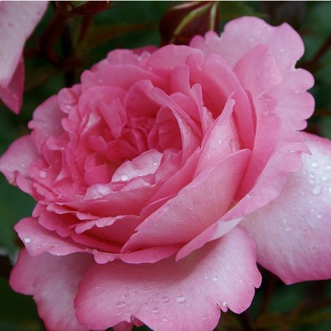 2 x Rosa  - Kordes Eleganza® rosier - Rosa 'Eliza'