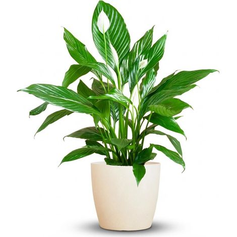 Spathiphyllum Sweet Lauretta Fleur de Lune avec Pot Blanc Biodégradable - 80 cm - Ø 21 cm - PANGIVO (1/4)
