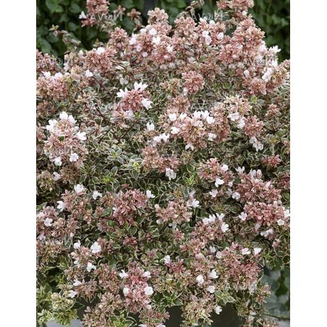 Abélia à grandes fleurs 'Magic Daydream' Pot de 3L/4L