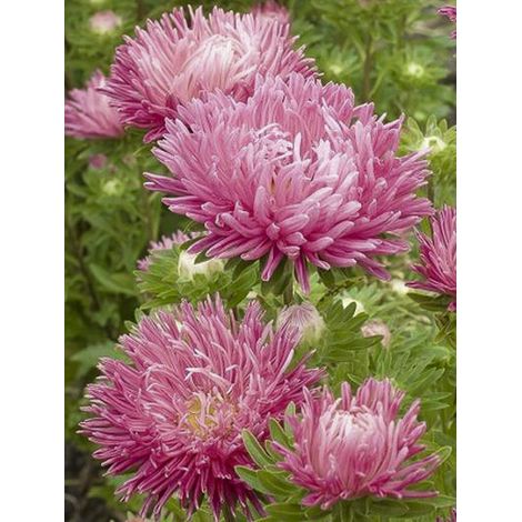 Reine-marguerite 'Garden Jewel Rose' le sachet de 150 graines environ (0,4g)
