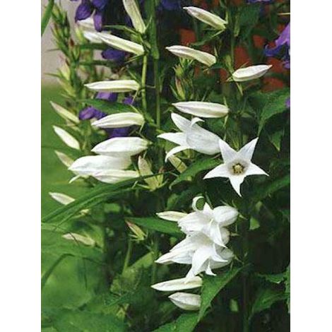 Campanule à feuilles larges 'Macrantha Alba' Godet de 8/9 cm (1/3)