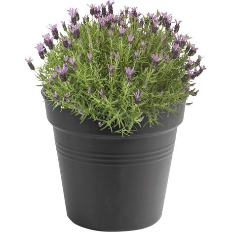 Pot de culture 13- Pot de culture-gris foncé-intérieur et extérieur-Ø 17 x H 15,6 cm (1/5)