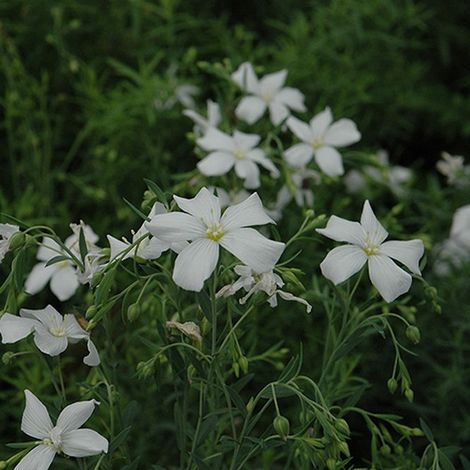 4 x Lin vivace - Linum perenne 'Diamant' - godet 9x9 cm (1/4)