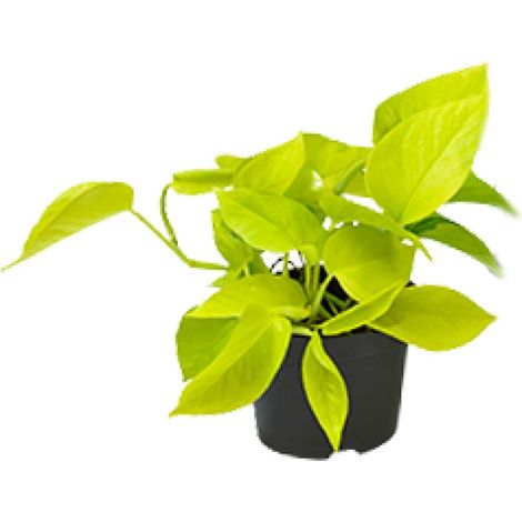Plante d'Intérieur Epipremnum Golden Pothos Scindapsus Doré Pot Ø12 cm Hauteur 15-20 cm - PANGIVO (1/4)
