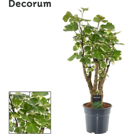 Polyscias Balfouriana - Plante d'Intérieur Décorative - Aralia de Balfour - H 50 cm - Ø 17 cm - PANGIVO