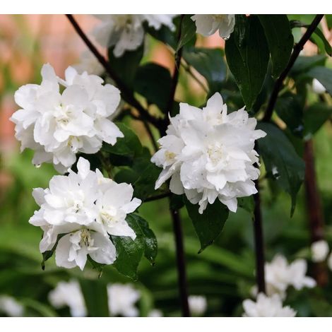 Gardenaria Filadelfo - Philadelphus 'Hybrido Snowflake' - Arbusto ornamentale da giardino - Altezza: 40/60 cm (vaso19) (1/4)