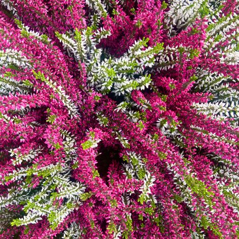 Bruyère Calluna bicolore Rose & Blanche en pot de 10cm