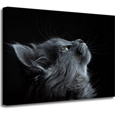 Leinwanddruck Tiere Perserkatze 40x30 cm