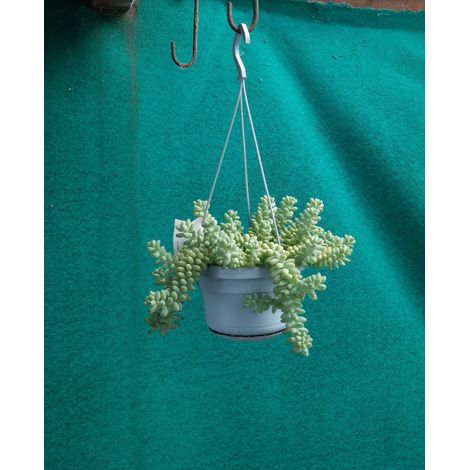 Sedum Burrito