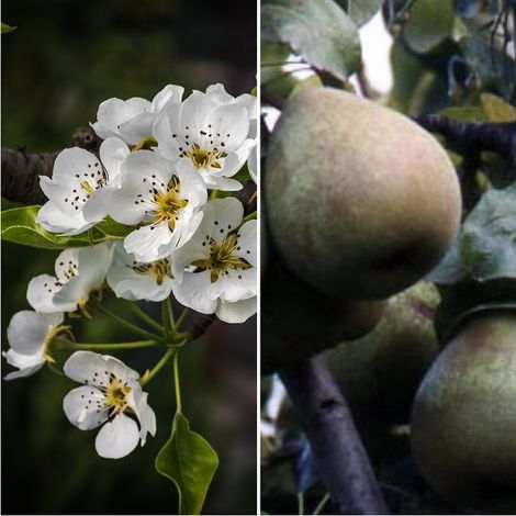 Planta Frutal Pera Flor de Invierno Hardy. 100 - 120 Cm