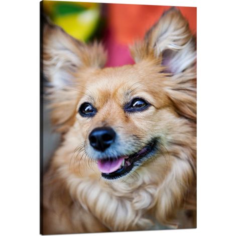 Leinwanddruck Chihuahua-Tiere 80x120 cm