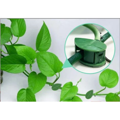 Lot de 50 tuteurs invisibles autocollants pour plantes grimpantes murales (1/5)