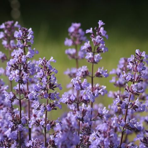 4 x Nepeta faas.  - Nepeta faassenii 'Blue Wonder'  - godet 9x9
